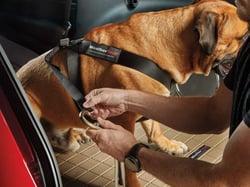 Picture of WeatherTech Pet Safety Harness - Travel Safe